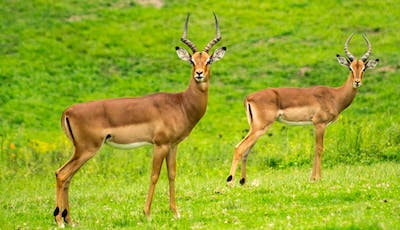 Kerala-Wild-Life