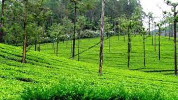 Valparai Tea Estate