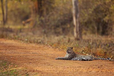cheetah-in-masinagudi