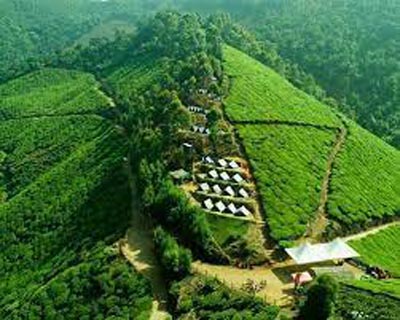 tea estate