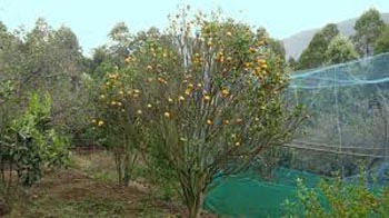 fruit garden